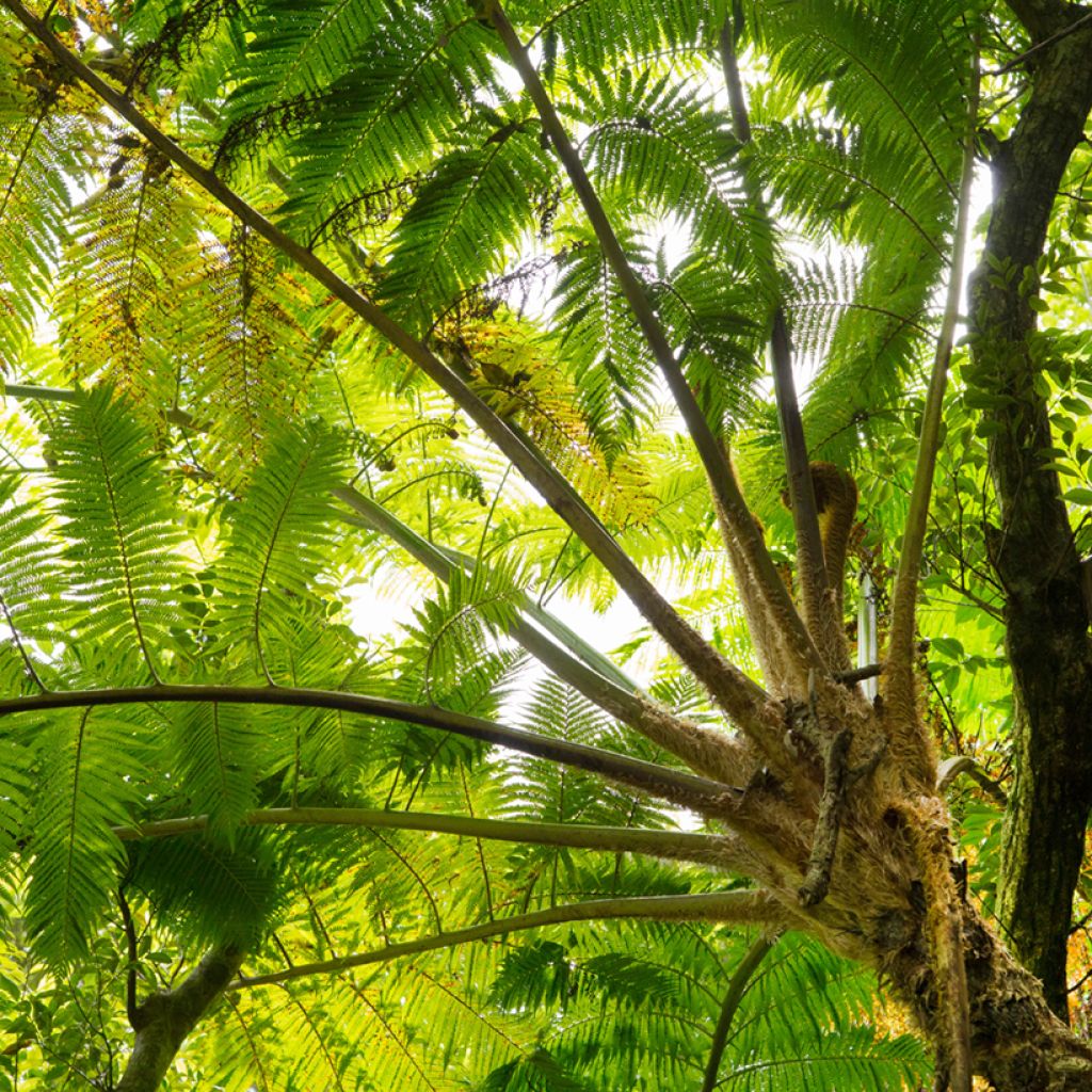 Saniaispuu - Cyathea felina