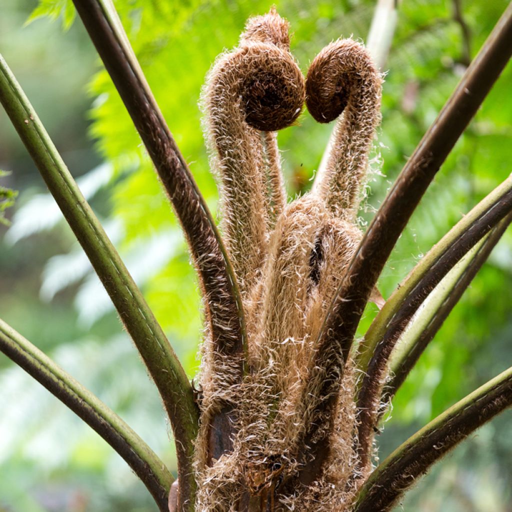 Saniaispuu - Cyathea lunulata