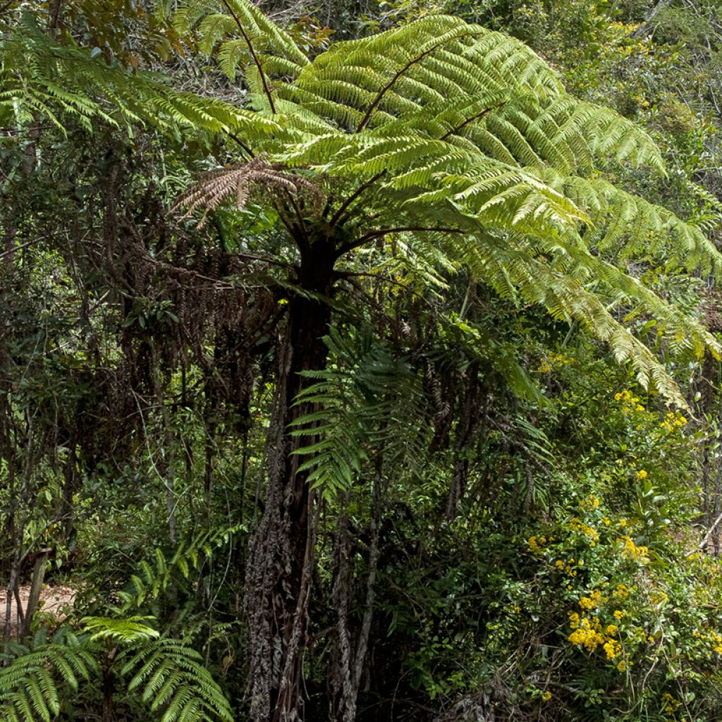 Saniaispuu - Cyathea lunulata