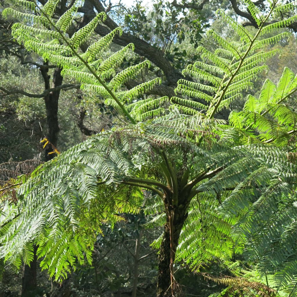 Saniaispuu - Cyathea medullaris