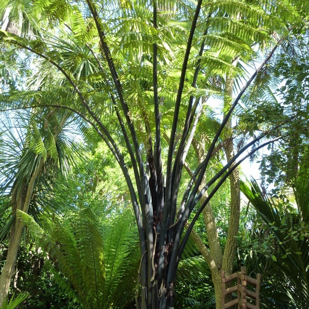 Saniaispuu - Cyathea medullaris