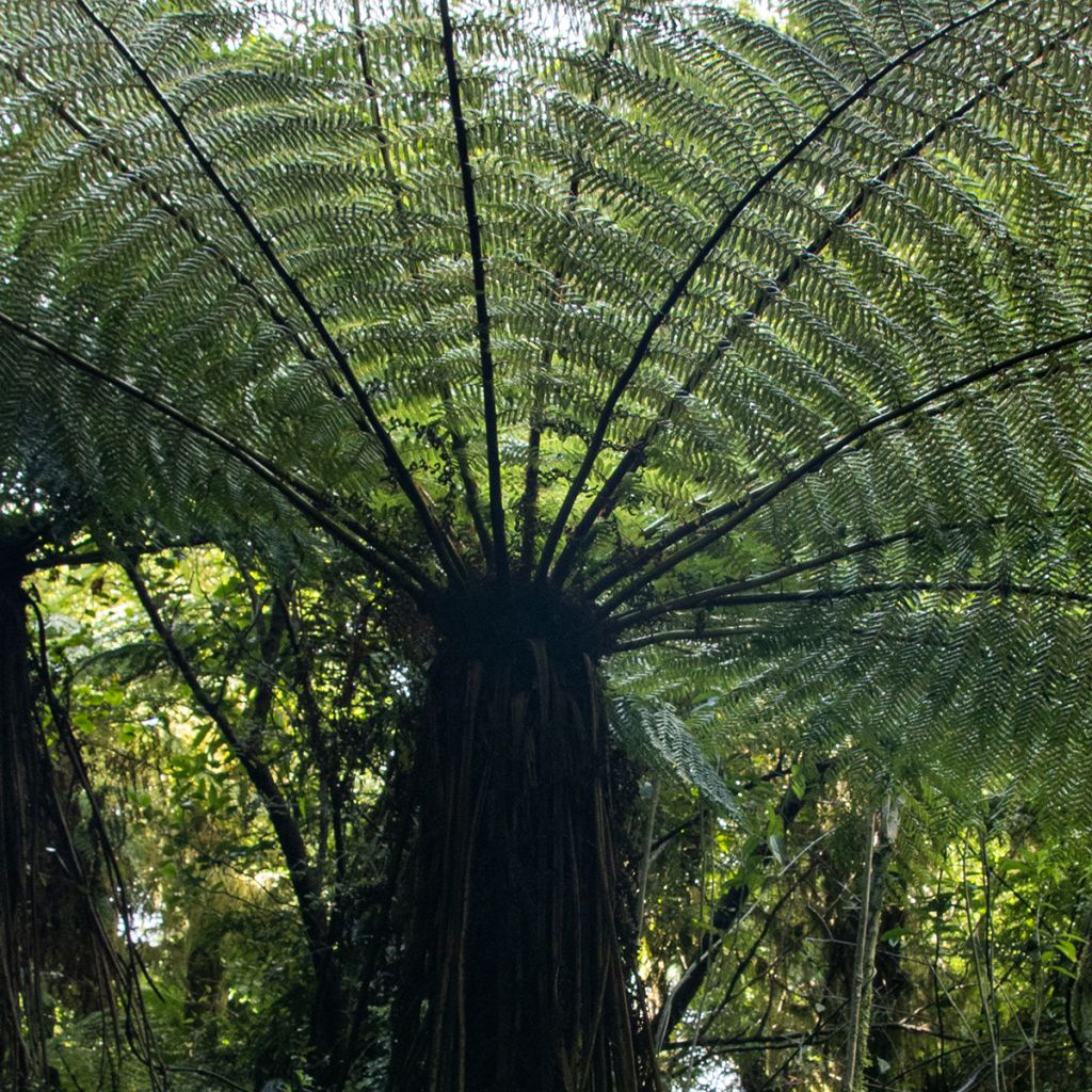 Saniaispuu - Cyathea medullaris