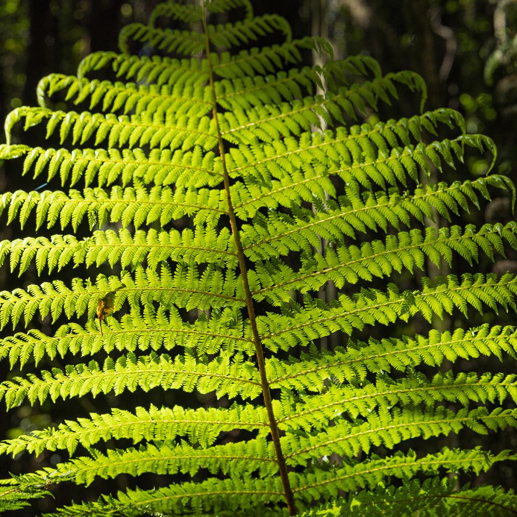 Saniaispuu - Cyathea medullaris