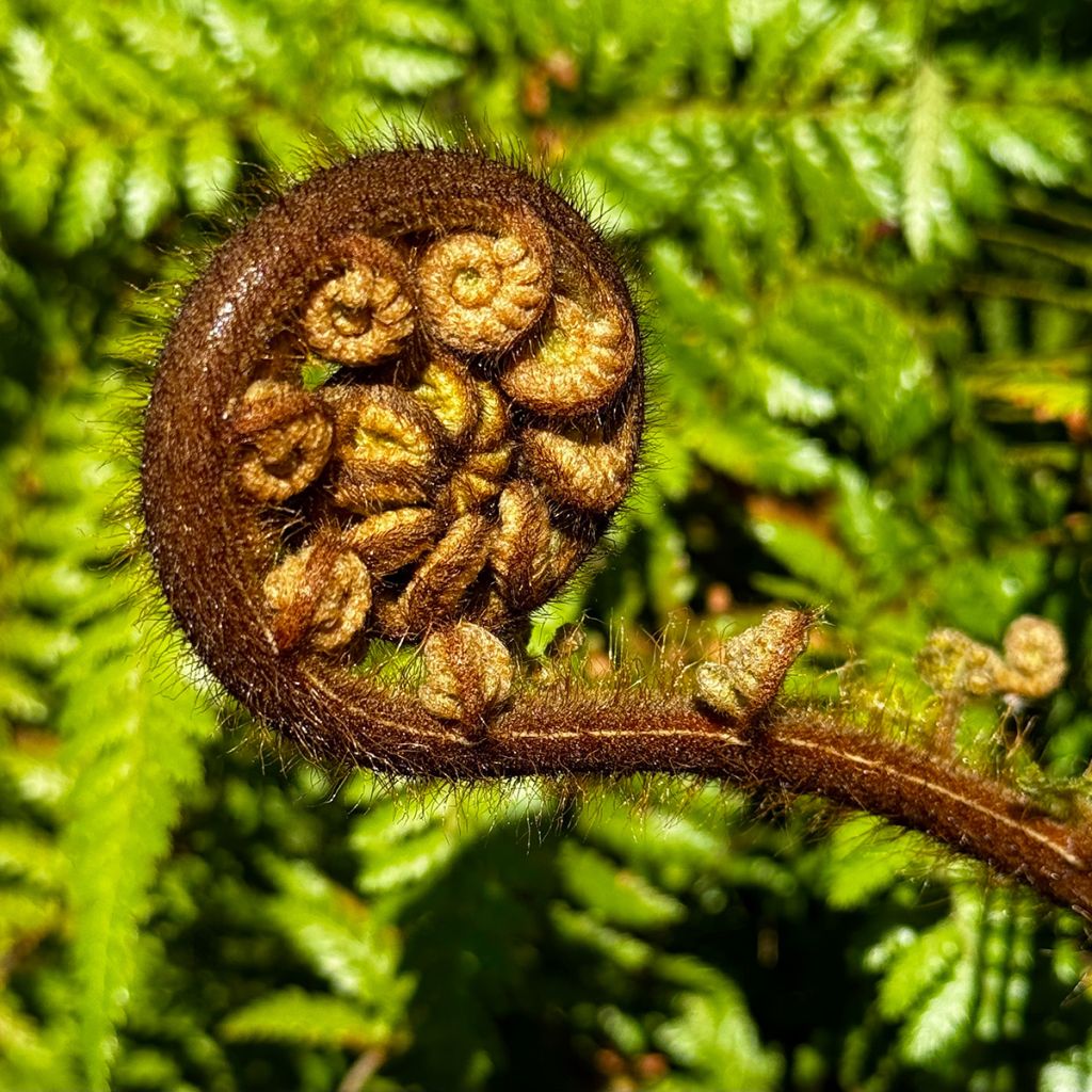 Saniaispuu - Cyathea medullaris