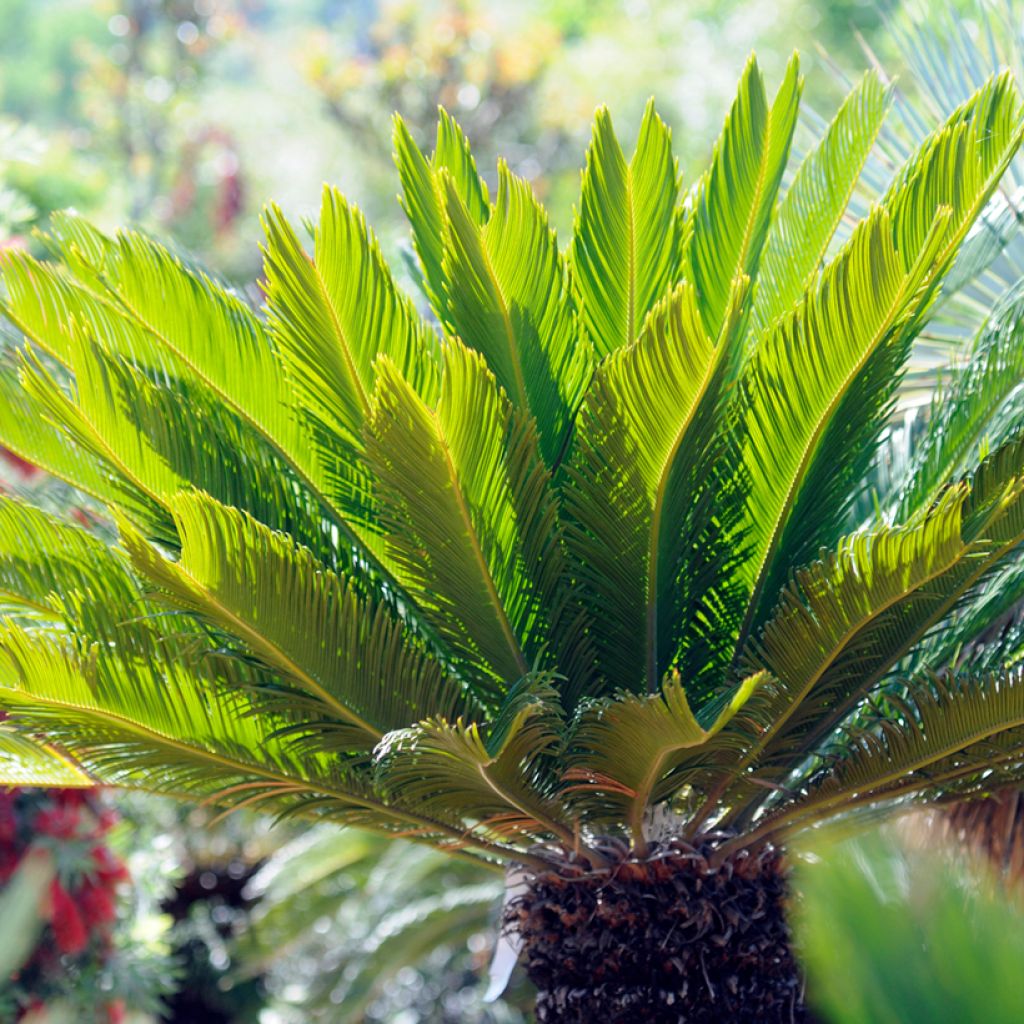 Japaninkruunukävykki - Cycas revoluta