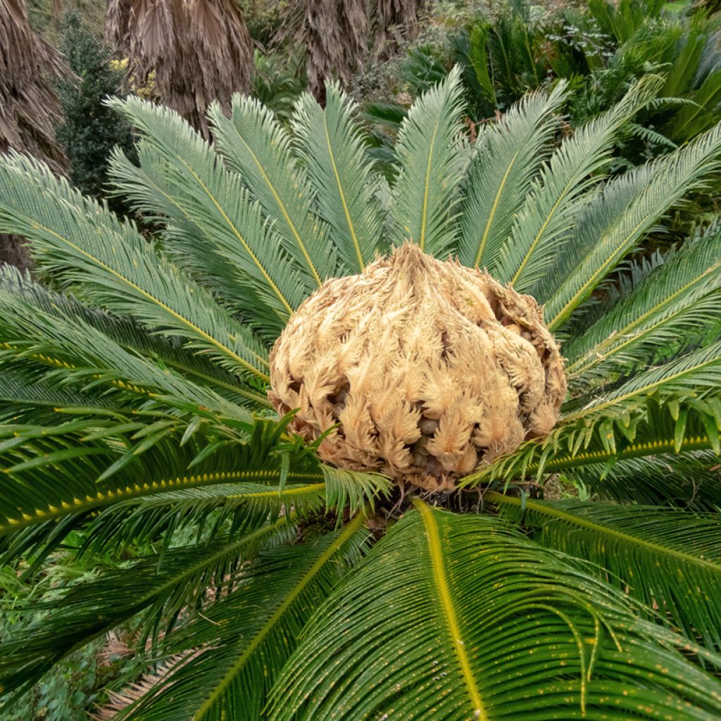 Japaninkruunukävykki - Cycas revoluta