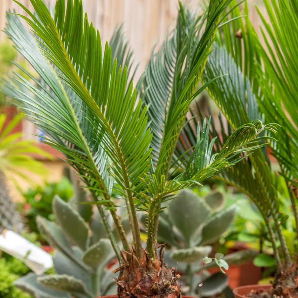 Japaninkruunukävykki - Cycas revoluta