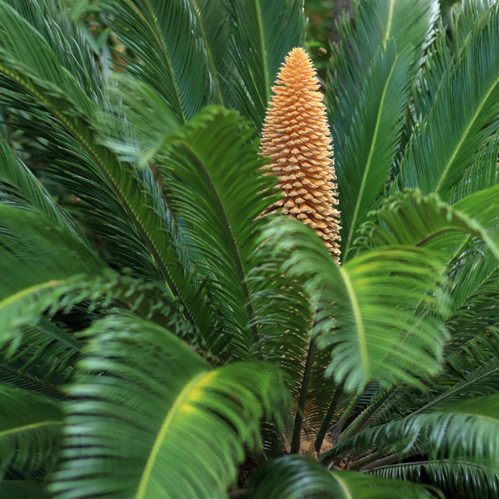 Japaninkruunukävykki - Cycas revoluta