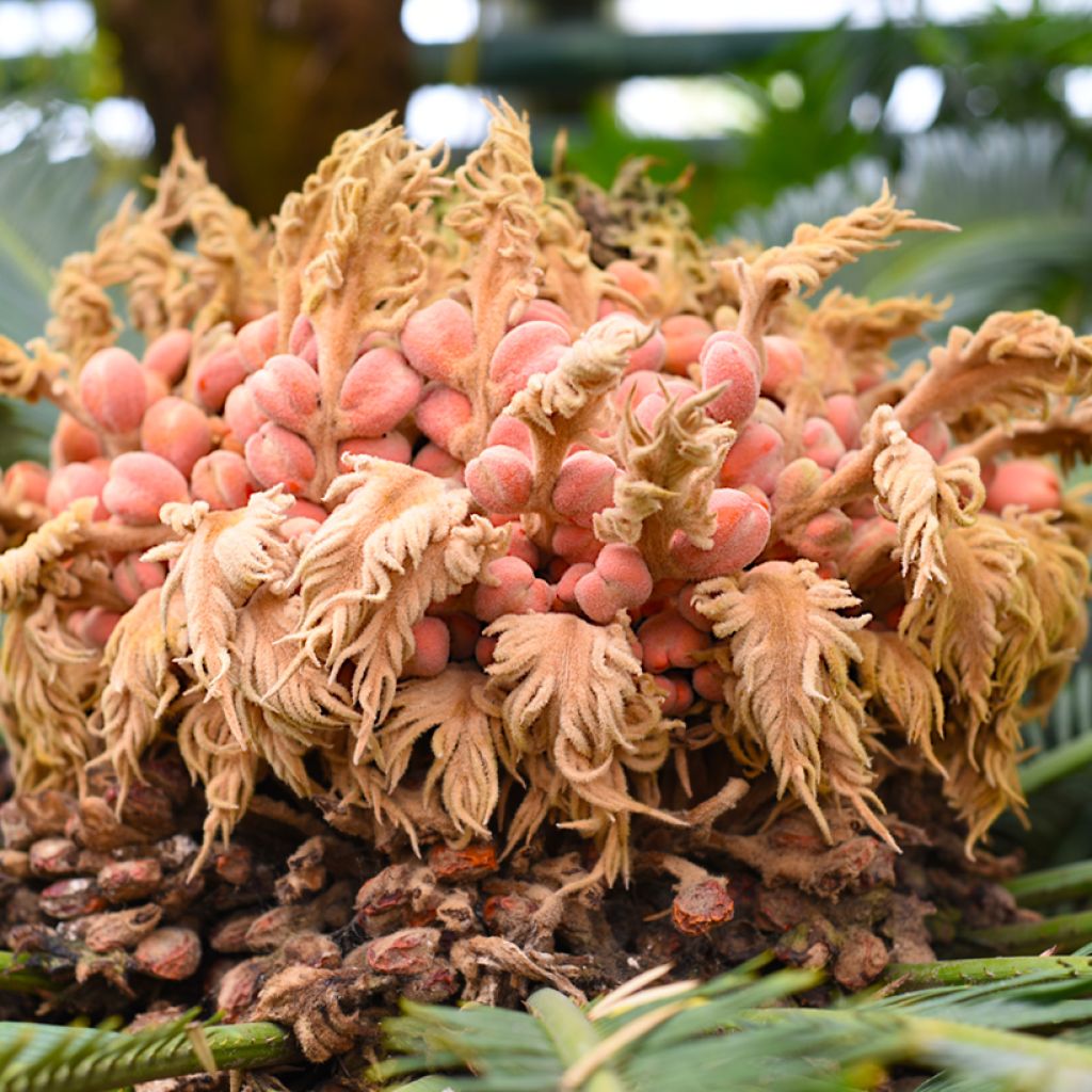 Japaninkruunukävykki - Cycas revoluta