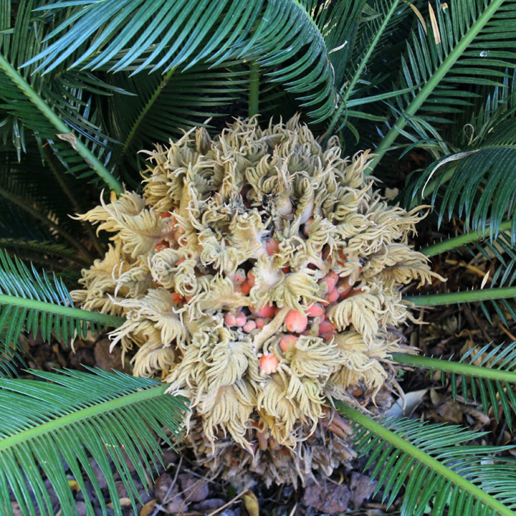Japaninkruunukävykki - Cycas revoluta