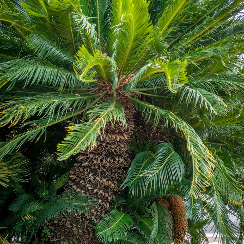 Japaninkruunukävykki - Cycas revoluta