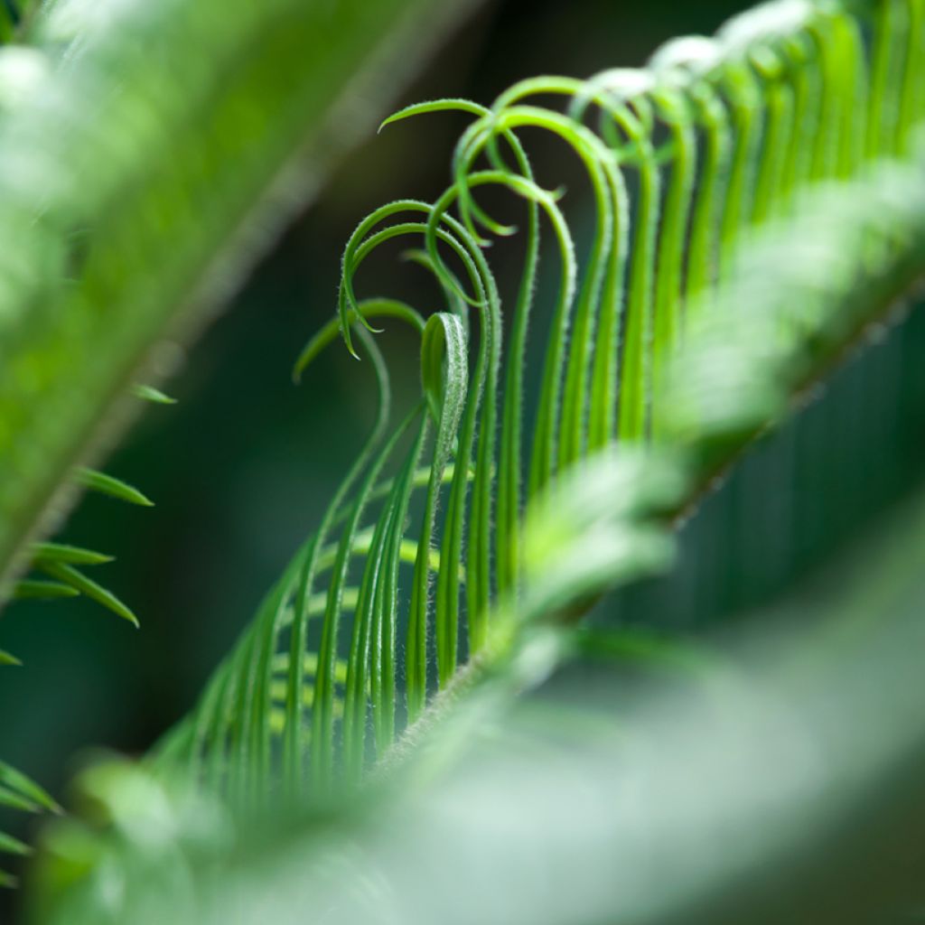 Japaninkruunukävykki - Cycas revoluta