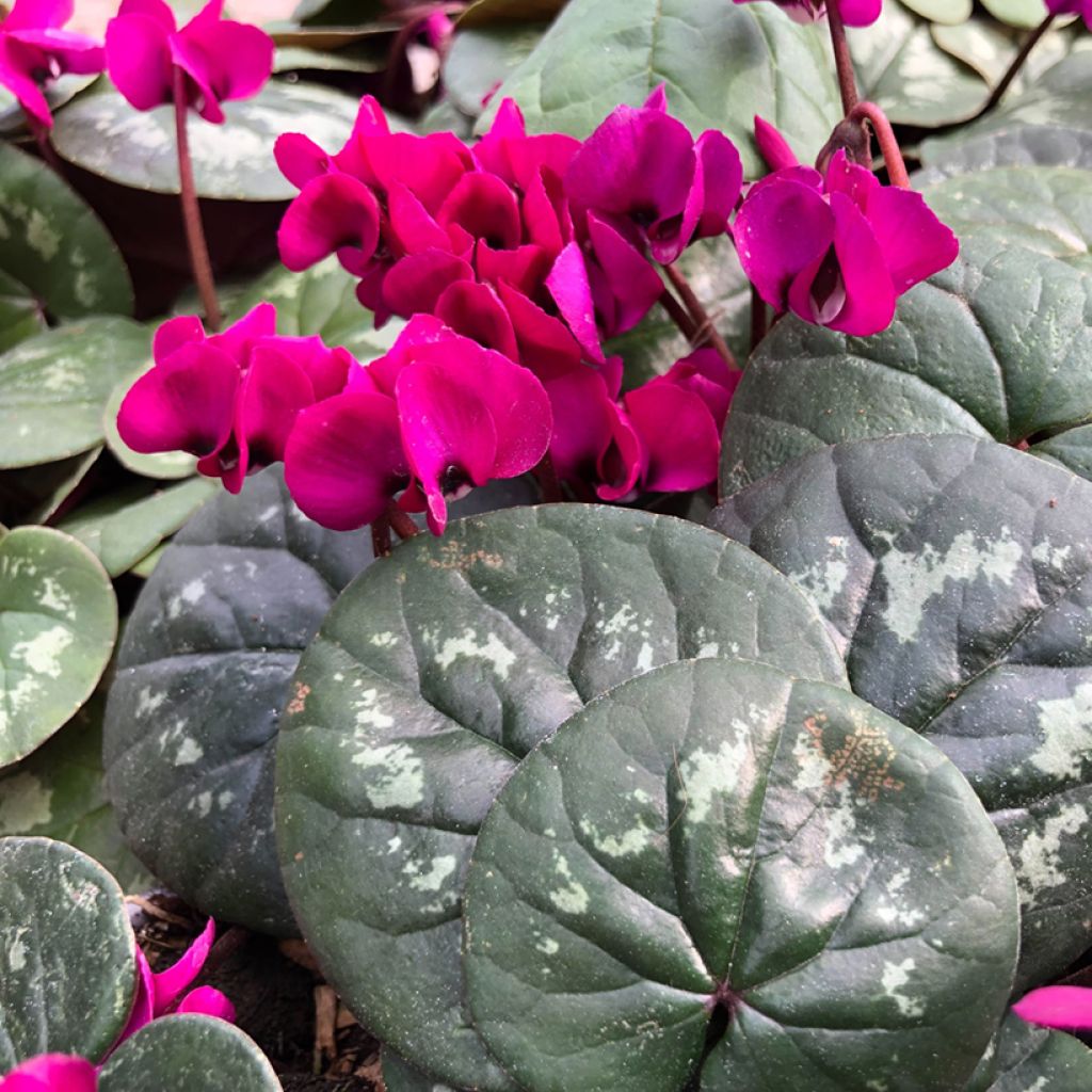 Balkaninsyklaami Meaden's Crimson feuillage marbré