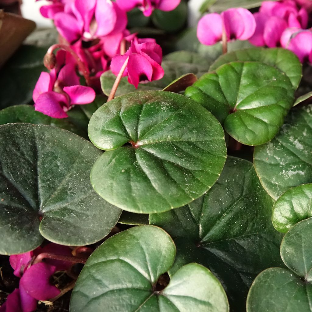 Balkaninsyklaami Meaden's Crimson feuillage vert