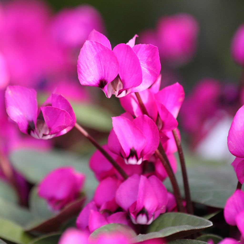 Balkaninsyklaami Fuschia feuillage vert