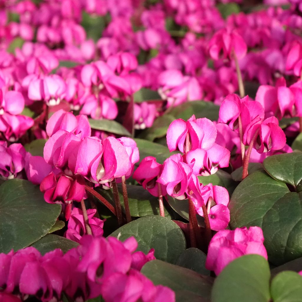 Balkaninsyklaami Fuschia feuillage vert