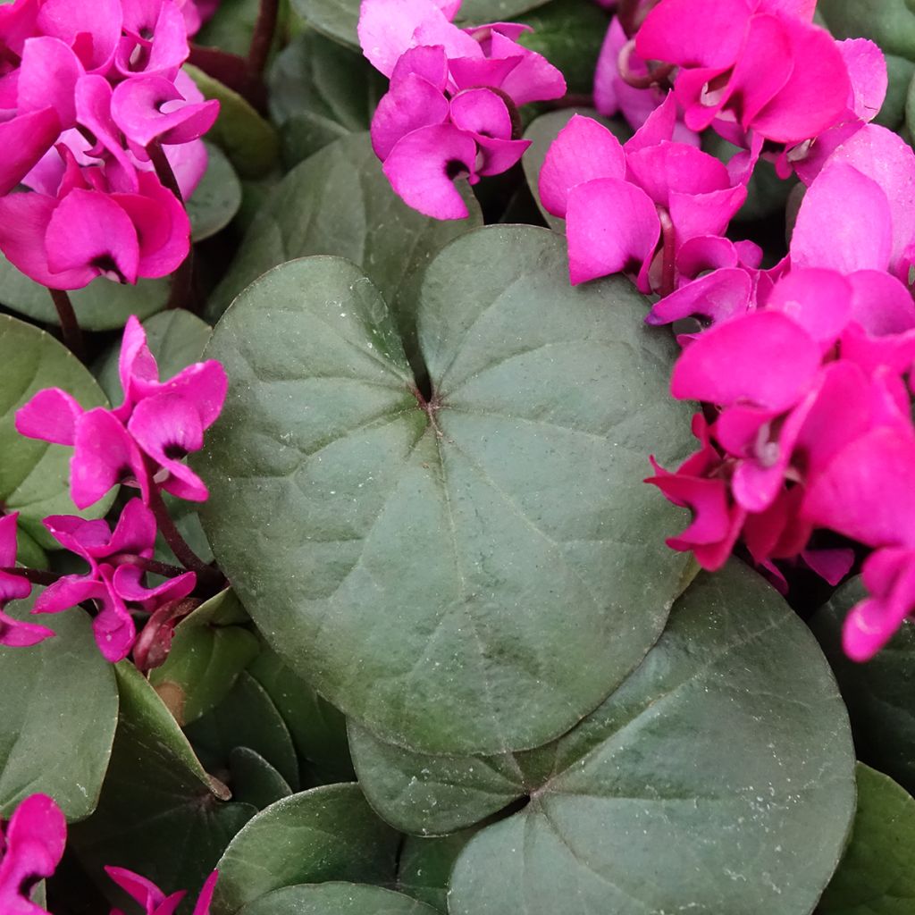 Balkaninsyklaami Fuschia feuillage vert