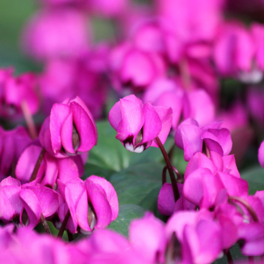 Balkaninsyklaami Fuschia feuillage vert