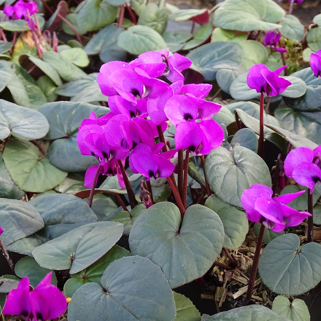 Balkaninsyklaami Fuschia feuillage vert