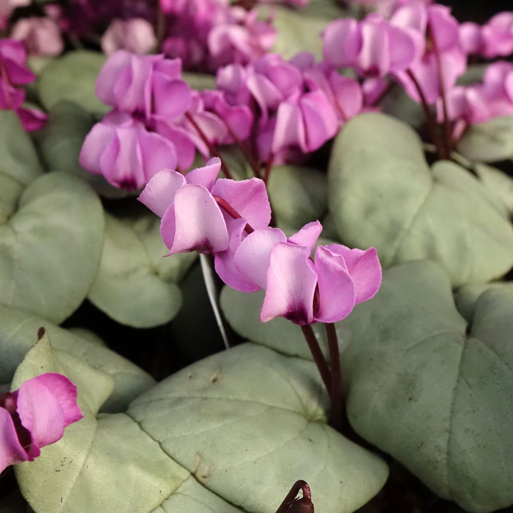 Balkaninsyklaami Rose feuillage gris