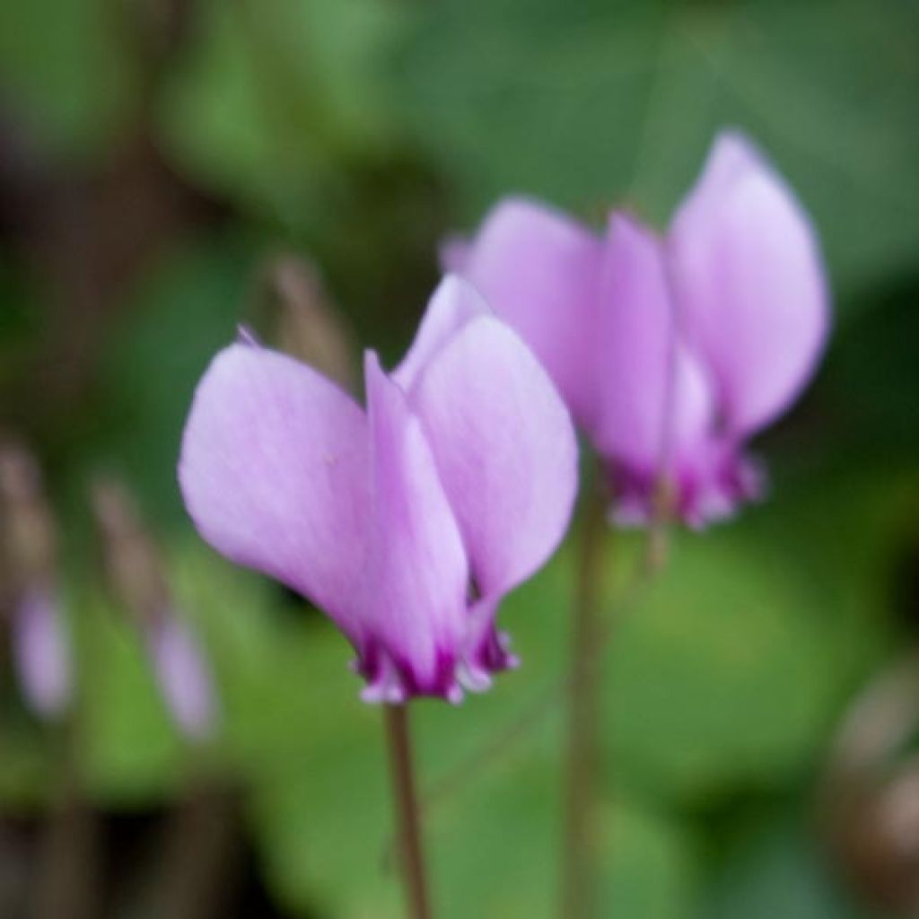 Murattisyklaami - Cyclamen hederifolium