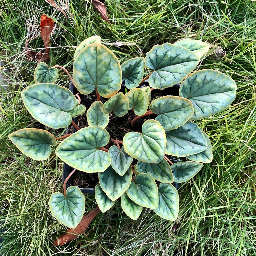 Murattisyklaami Album