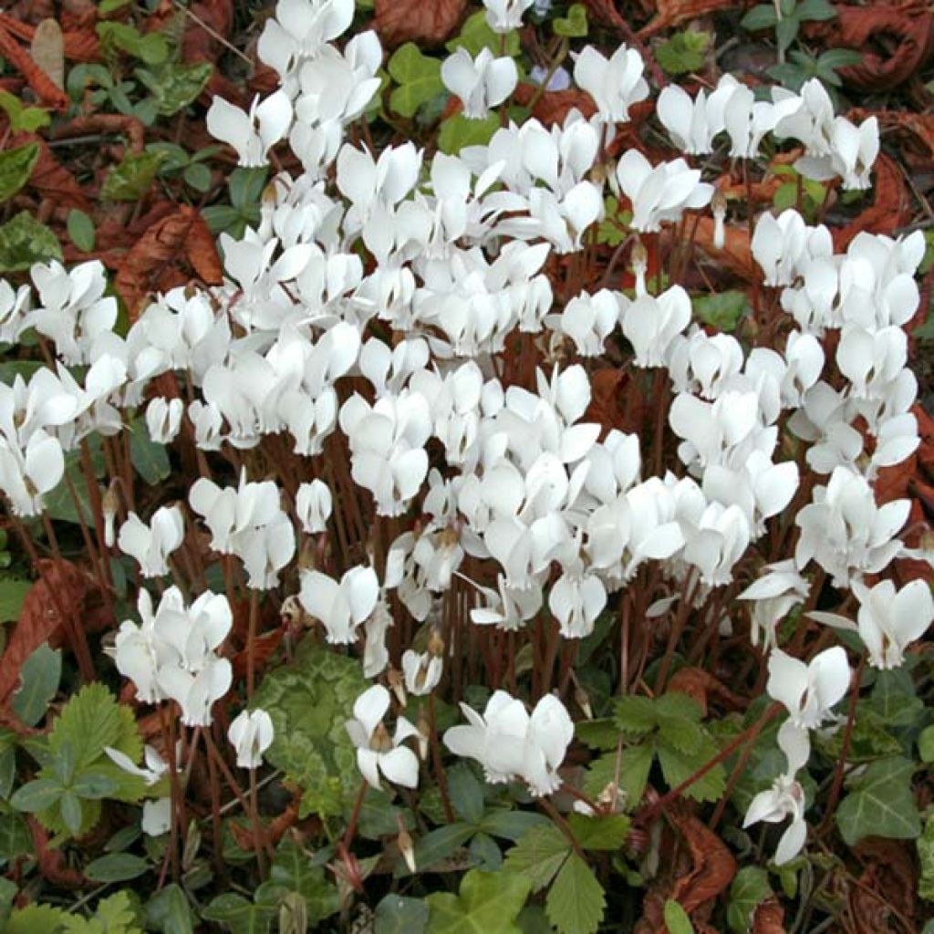 Murattisyklaami Album