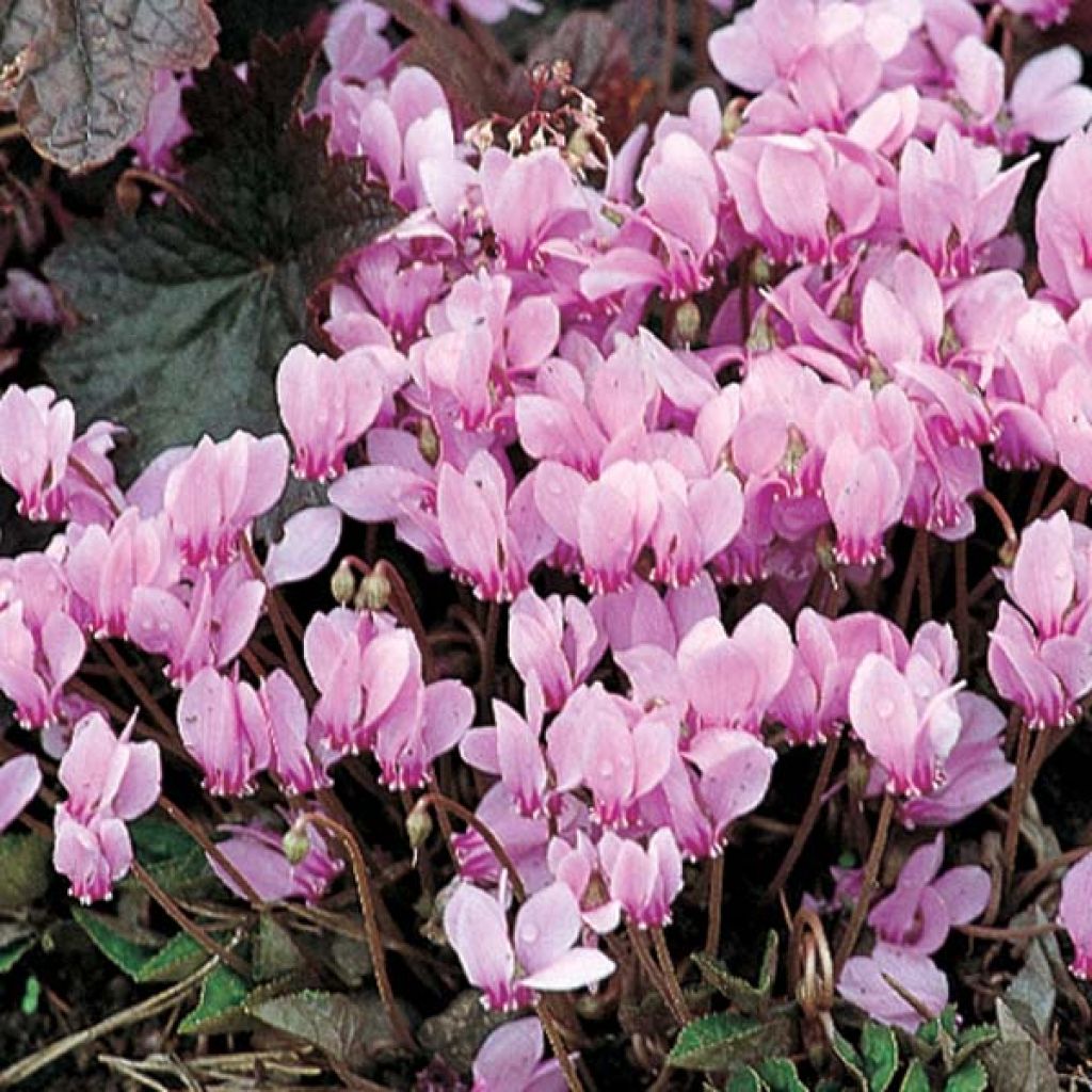Murattisyklaami - Cyclamen hederifolium