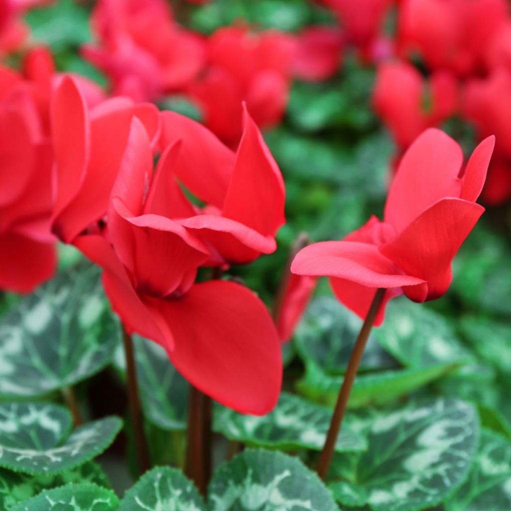 Syklaami rouge