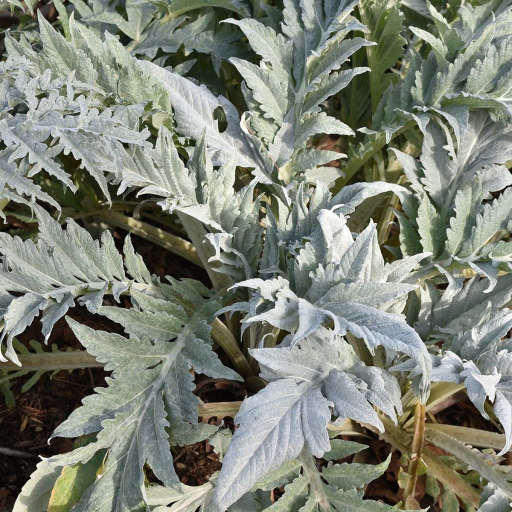 Isoartisokka var. altilis