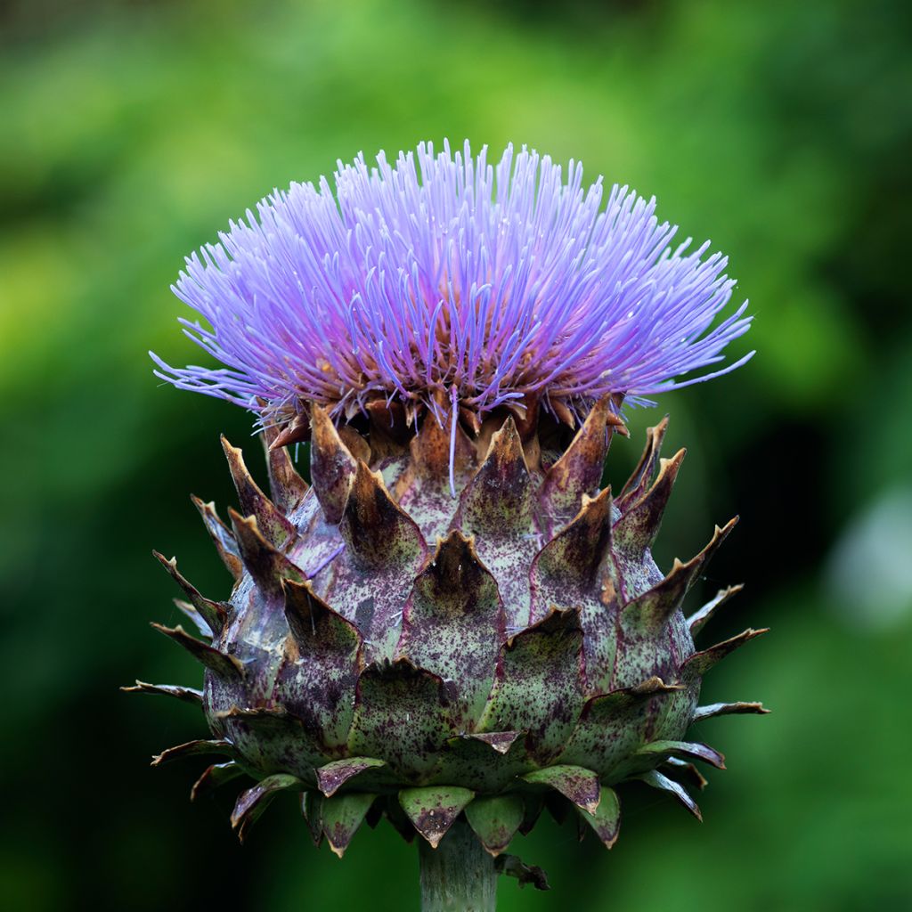Isoartisokka var. altilis