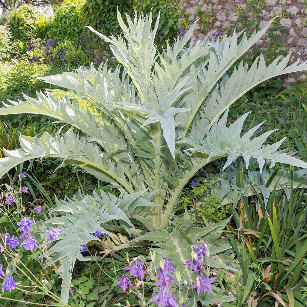 Isoartisokka var. altilis