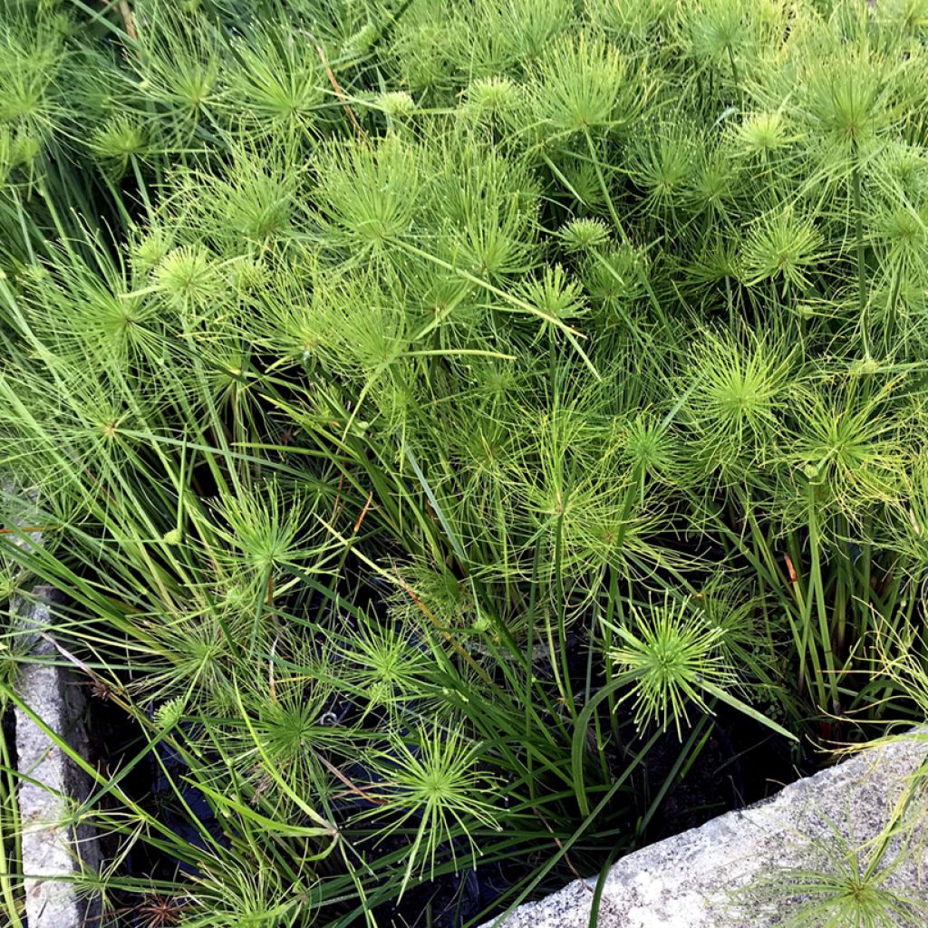 Haspansädekaisla - Cyperus haspan