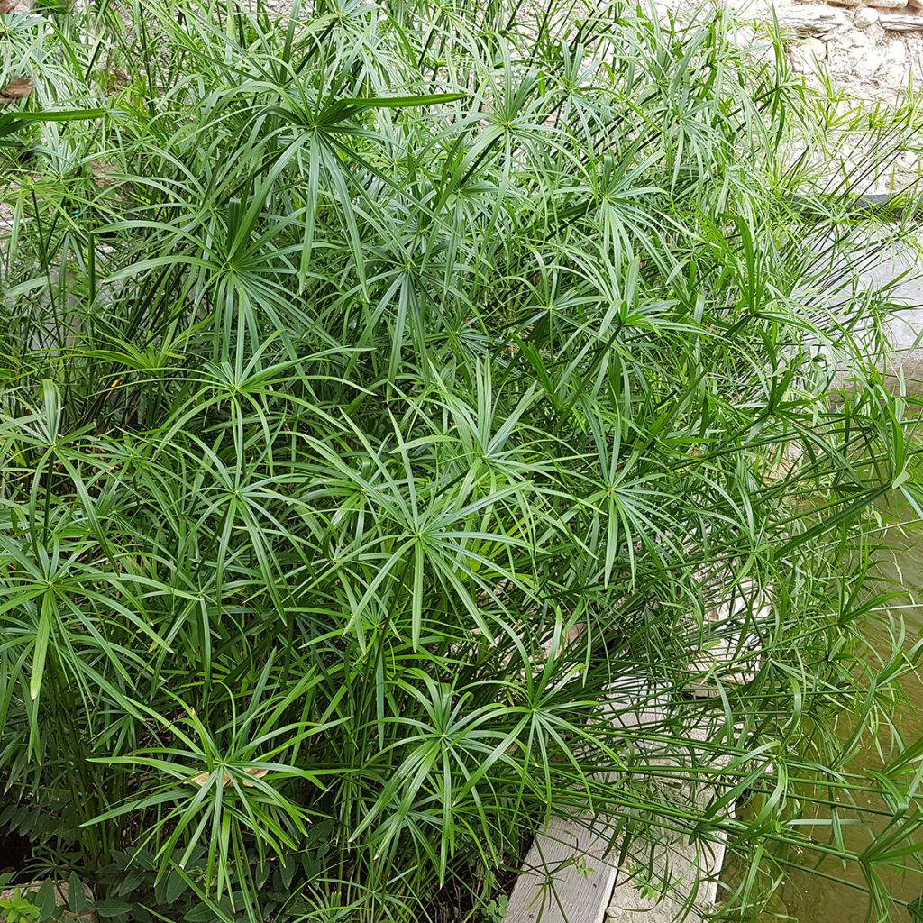 Sädekaisla - Cyperus alternifolius