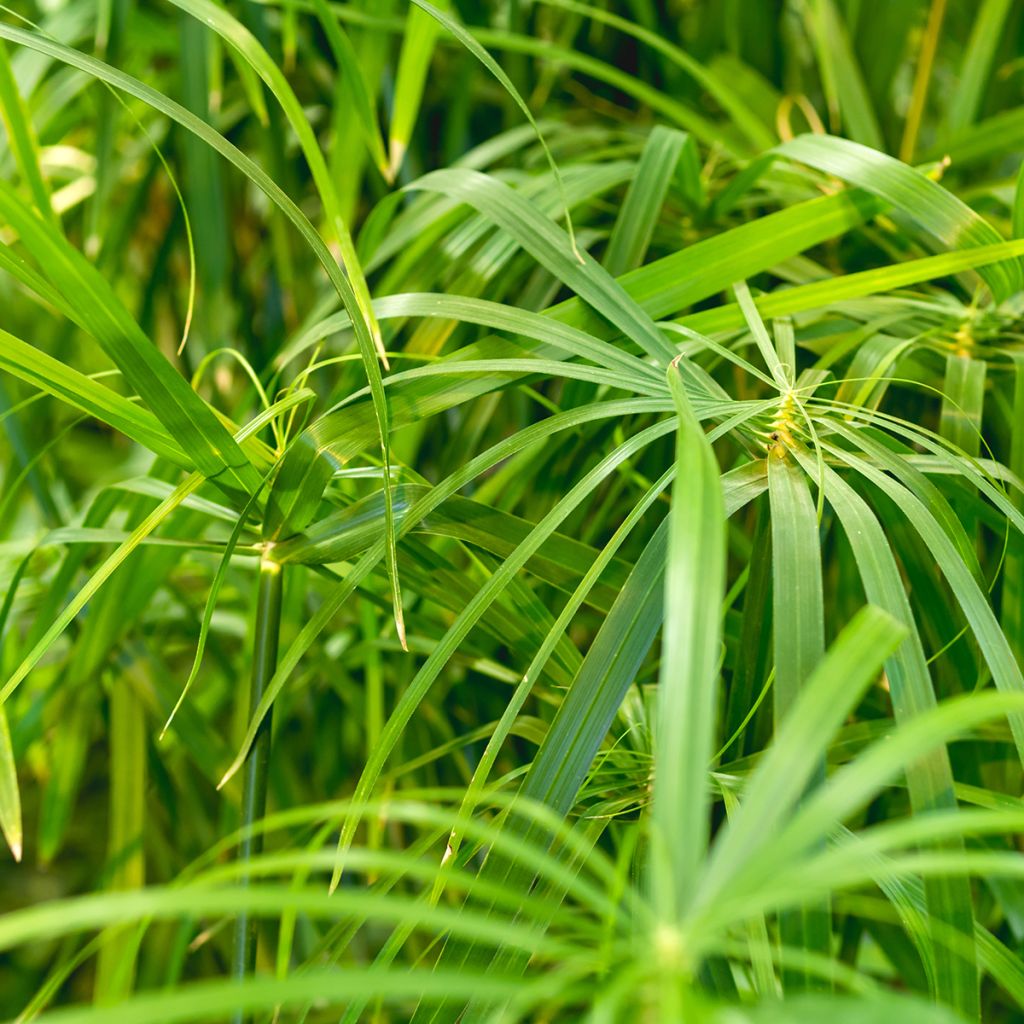 Sädekaisla - Cyperus alternifolius