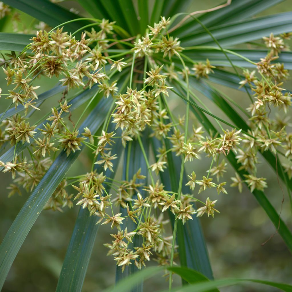 Sädekaisla - Cyperus alternifolius