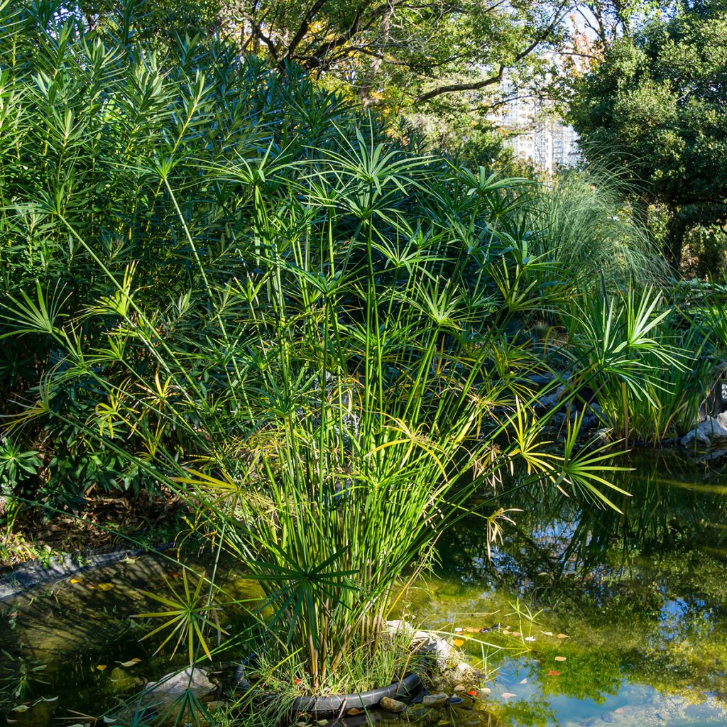Sädekaisla - Cyperus alternifolius