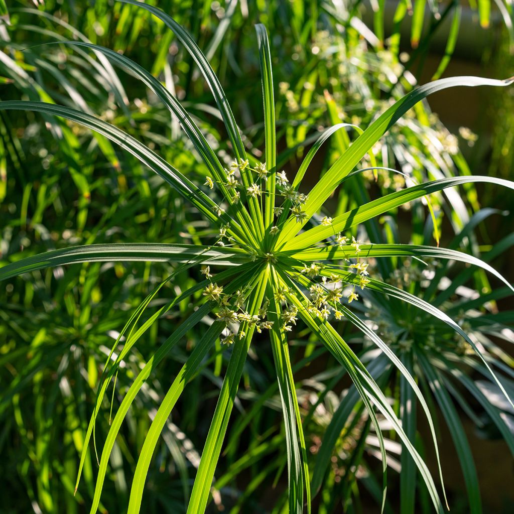 Isosädekaisla - Cyperus involucratus