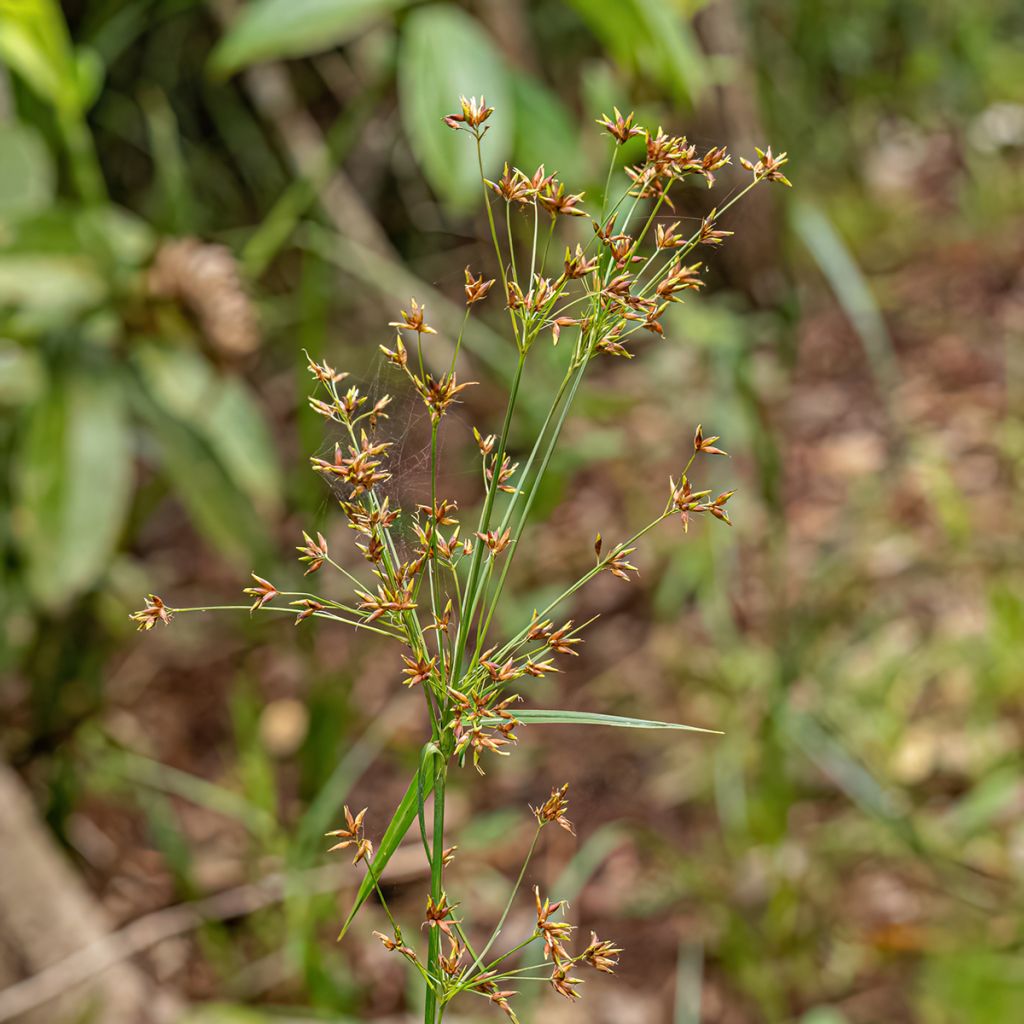 Sukkulasädekaisla - Cyperus longus