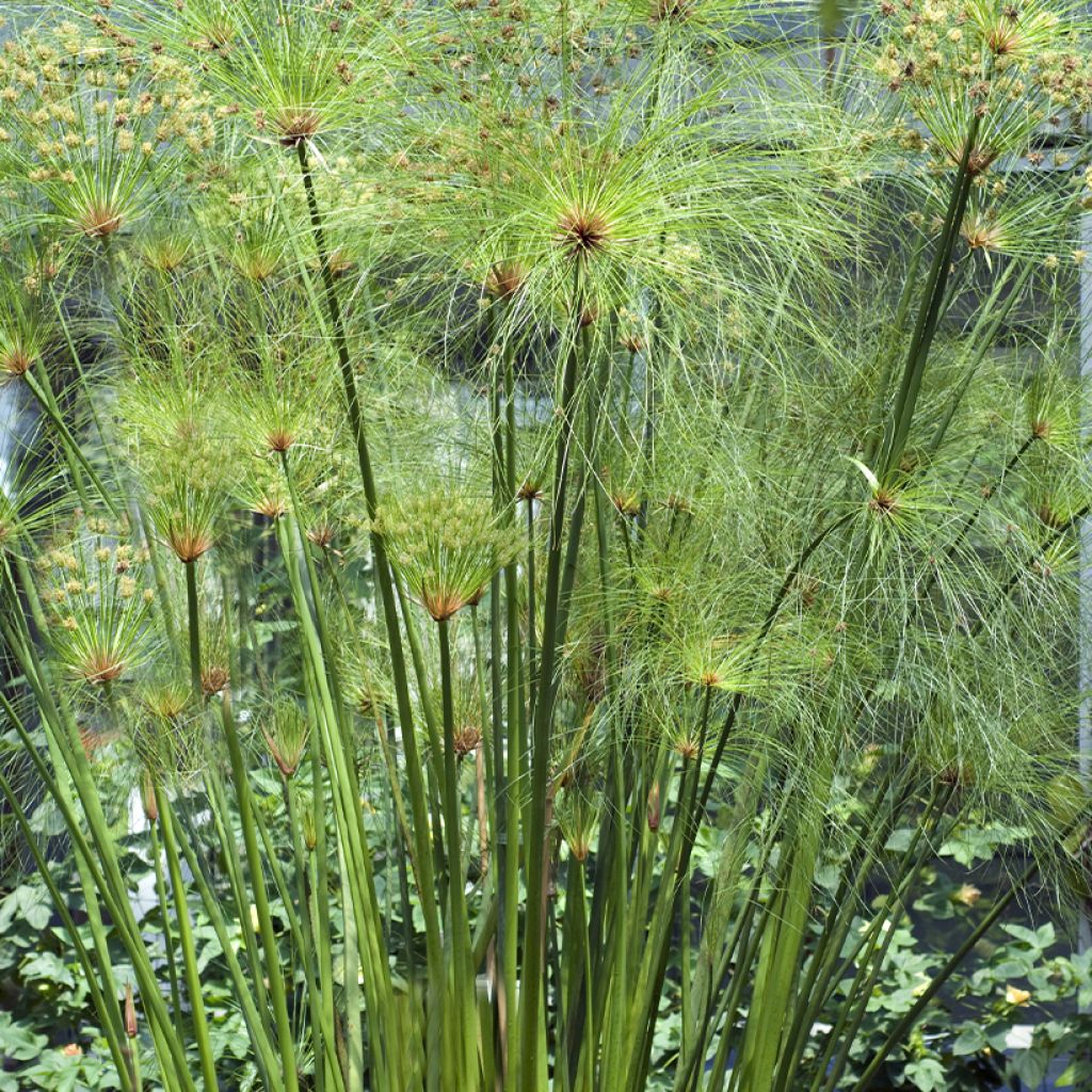 Papyruskaisla - Cyperus papyrus