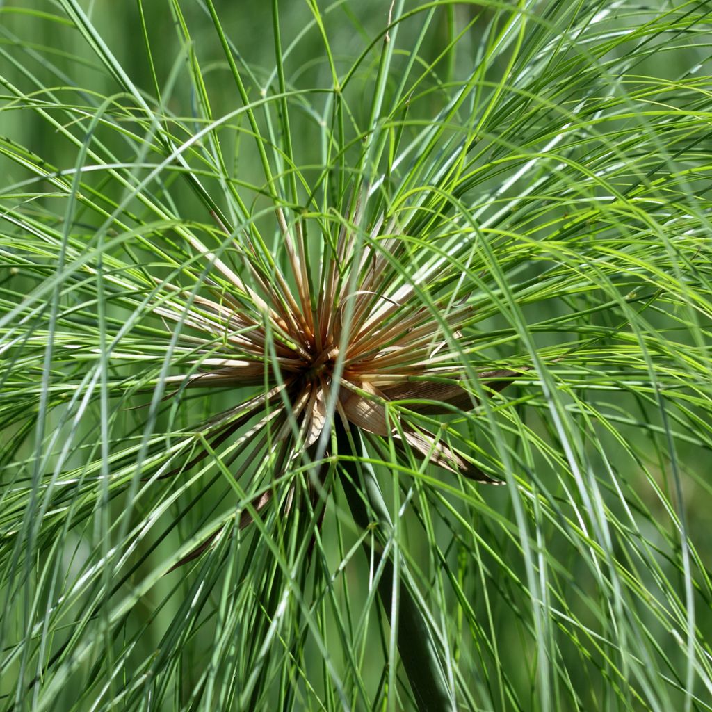 Papyruskaisla - Cyperus papyrus