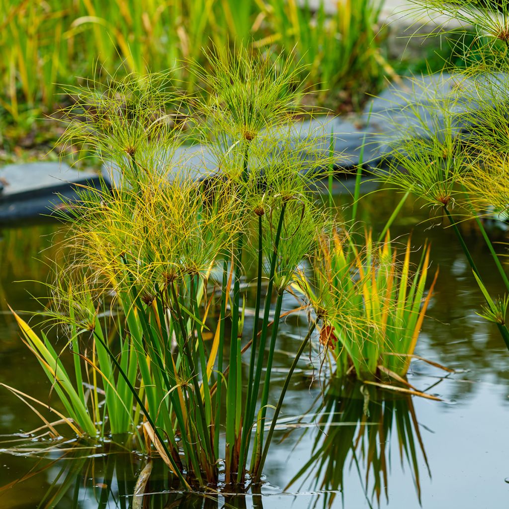 Papyruskaisla - Cyperus papyrus