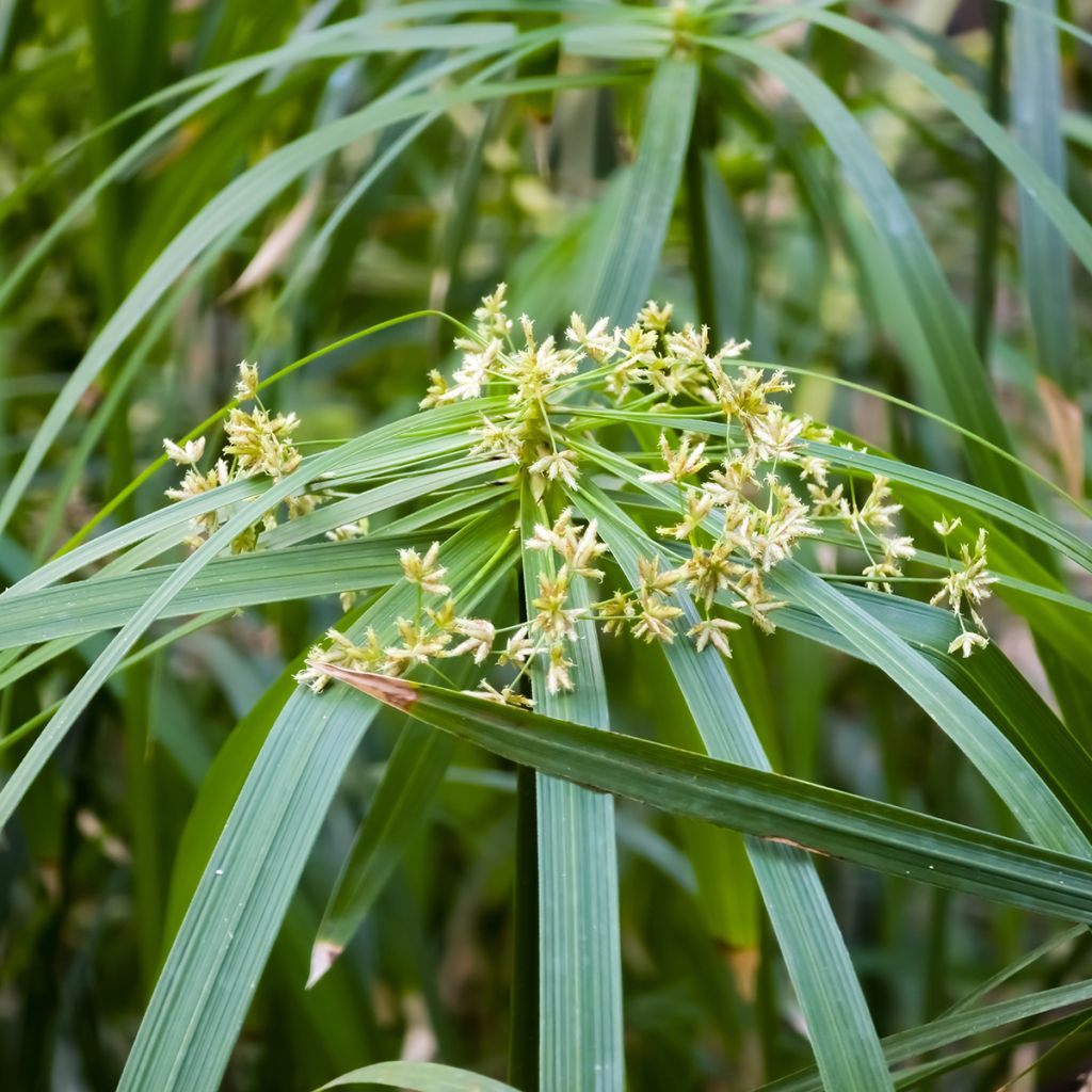 Sädekaisla (siemenet) - Cyperus alternifolius