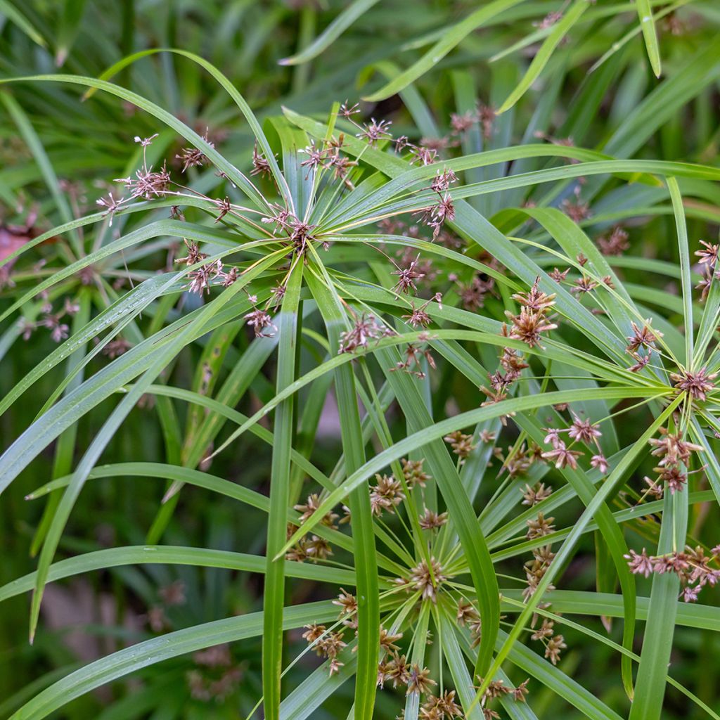 Sädekaisla (siemenet) - Cyperus alternifolius