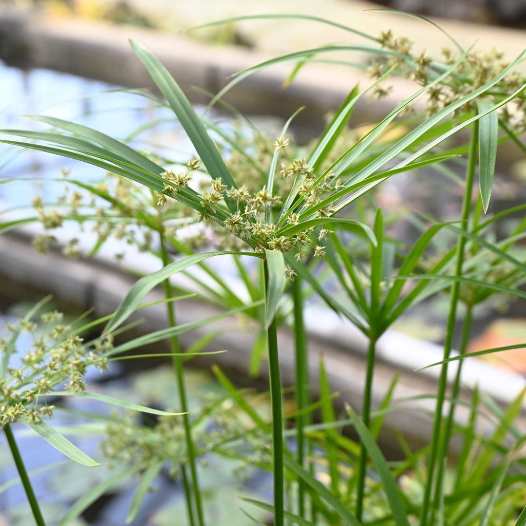 Sädekaisla (siemenet) - Cyperus alternifolius