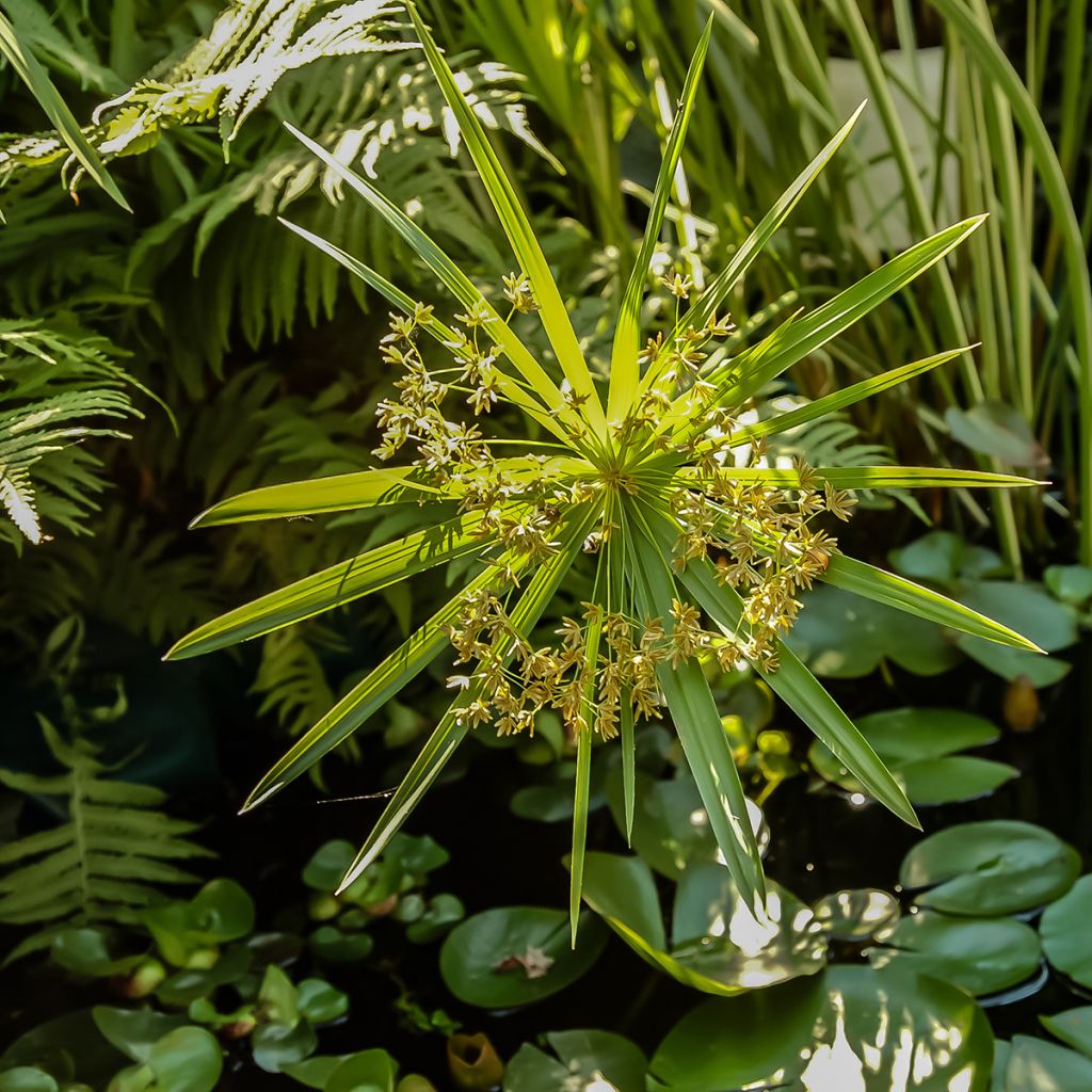Sädekaisla (siemenet) - Cyperus alternifolius