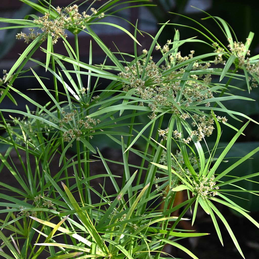 Sädekaisla (siemenet) - Cyperus alternifolius