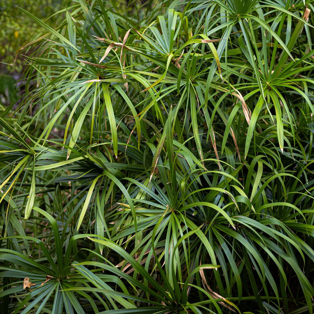 Sädekaisla (siemenet) - Cyperus alternifolius