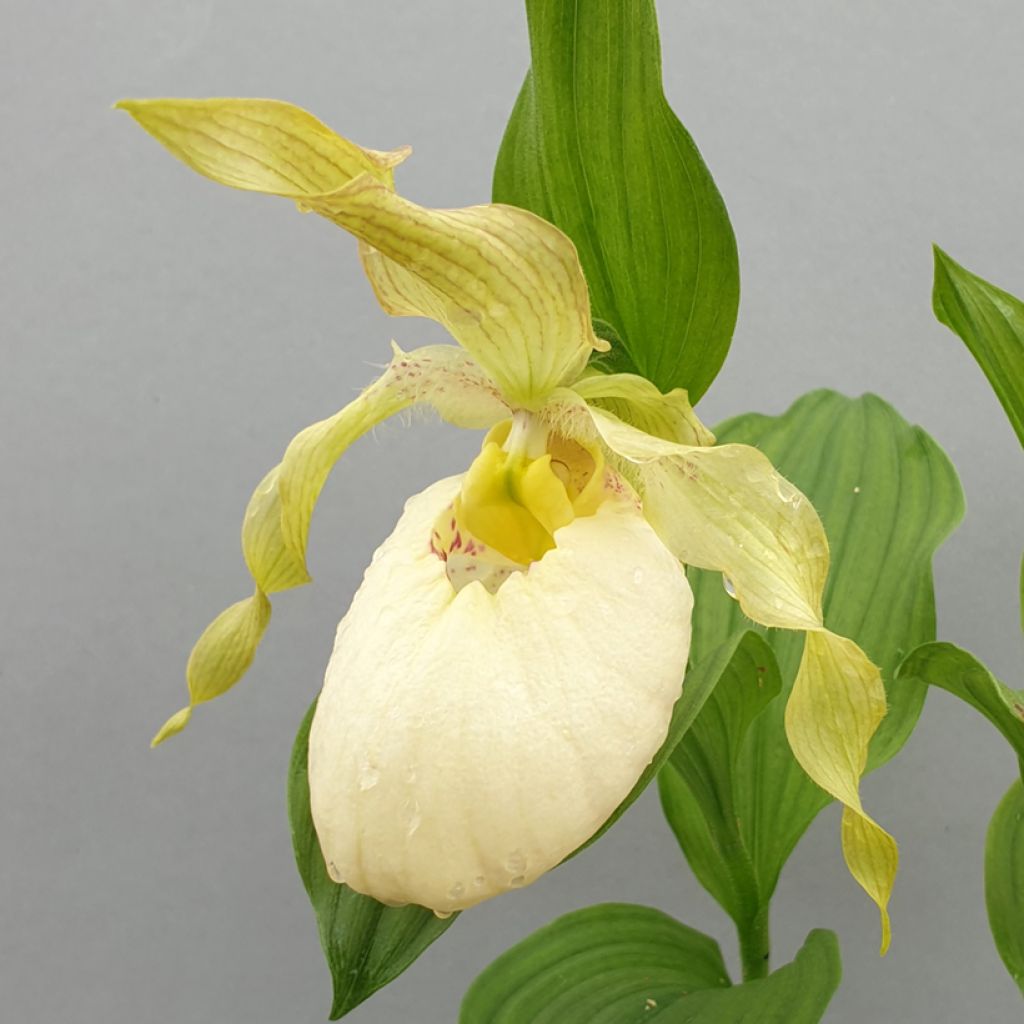 Tikankontti Fasciolatum x Aki