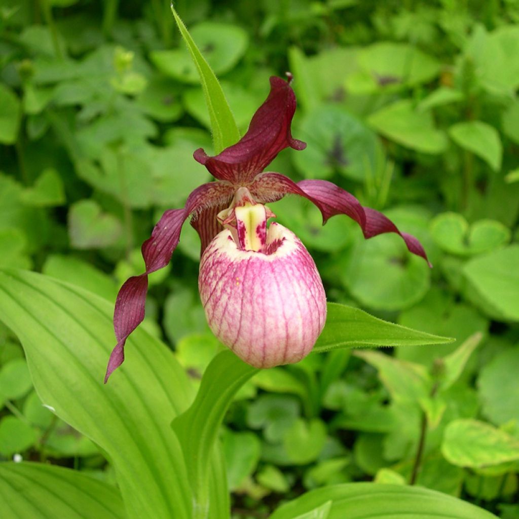 Tikankontti Gisella